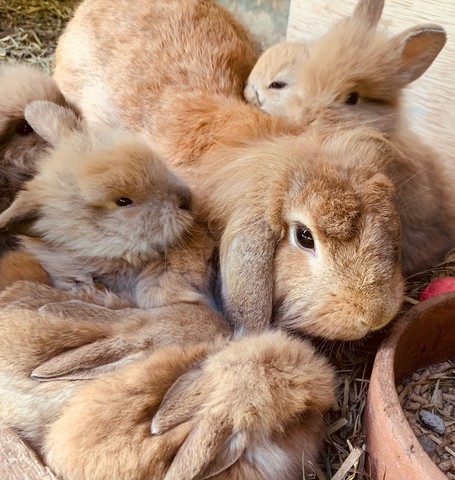 Filhotes de coelhos Mini Lop