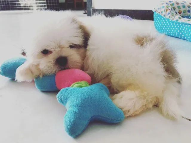 shitzu bebes filhotes fofos com vacina lindos m - Foto 2