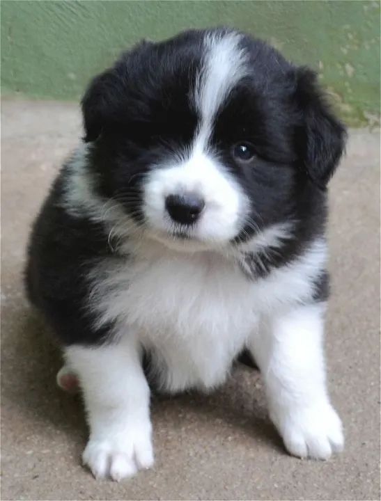 Filhote Border Collie - Fofo e Brincalhão