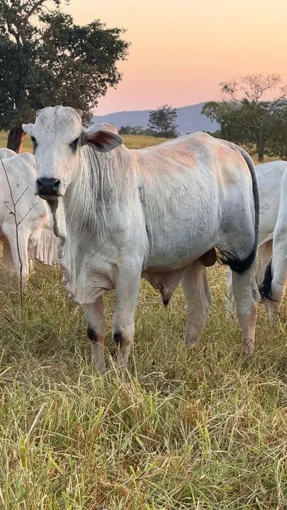 Boi nelore com e sem registro - Foto 3