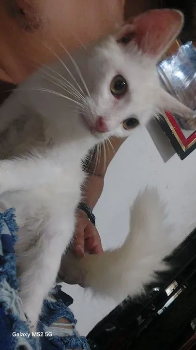 Gatinho branco fofinho para Venda
