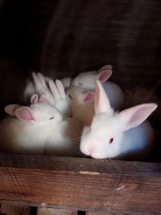 Coelho Nova Zelândia zona leste de São Paulo 
