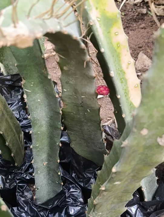 Mudas de Pitaya Vermelha - já produzem