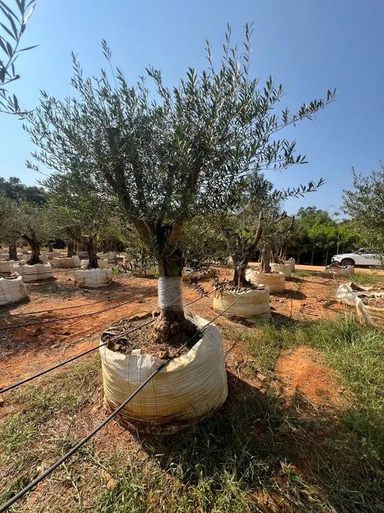 Oliveiras centenárias  - Foto 2