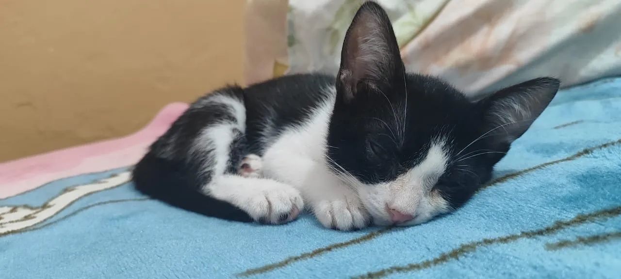 Gatinho preto e branco disponível para adoção - Foto 4
