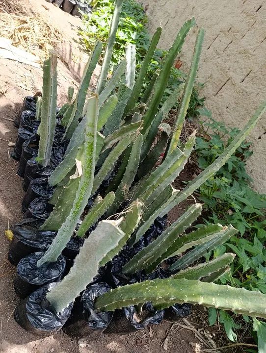 Mudas de Pitaya Vermelha - já produzem - Foto 3