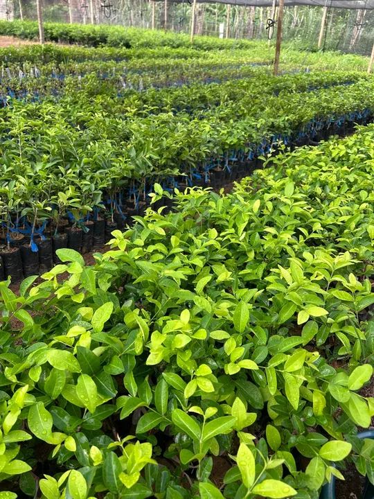 Mudas de acerola - Foto 3