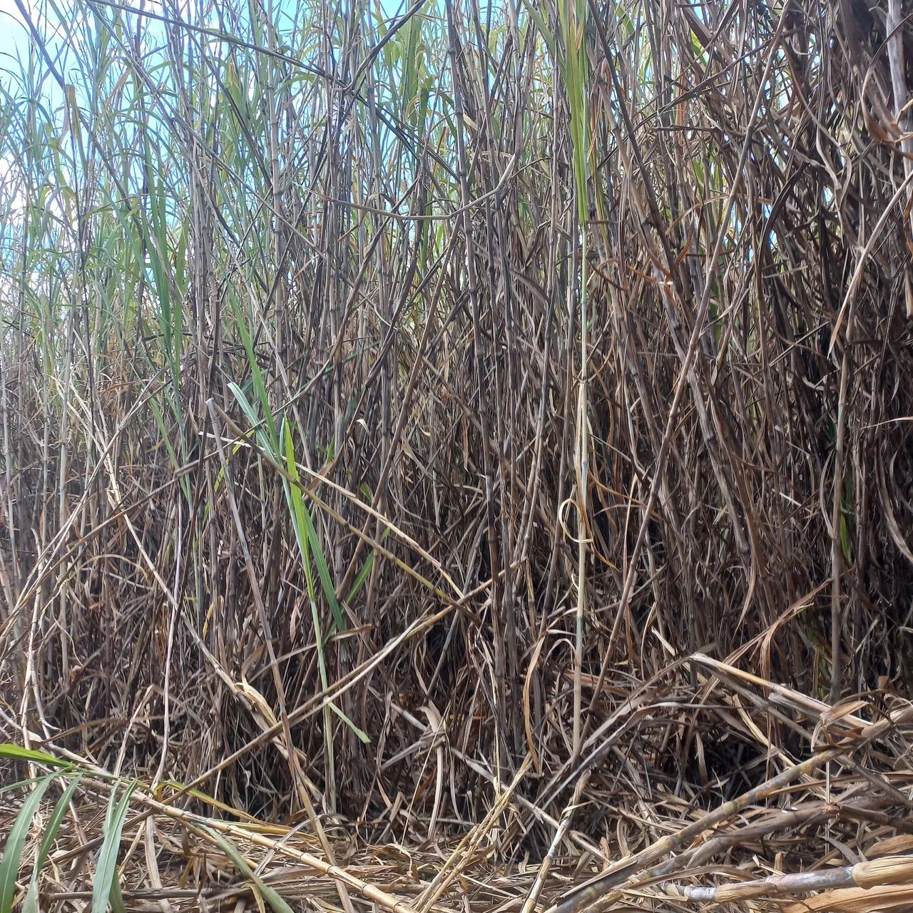 Capim BRS Capiaçu Embrapa - Foto 4