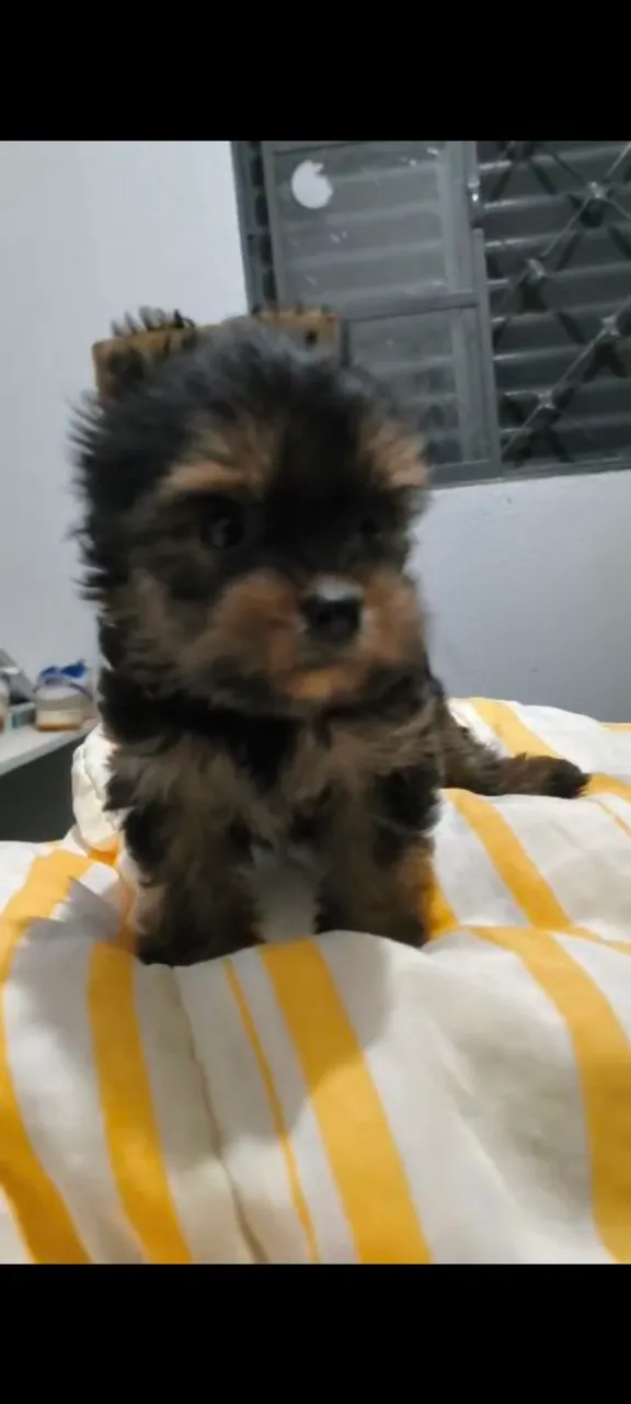 Filhote de Yorkshire Terrier