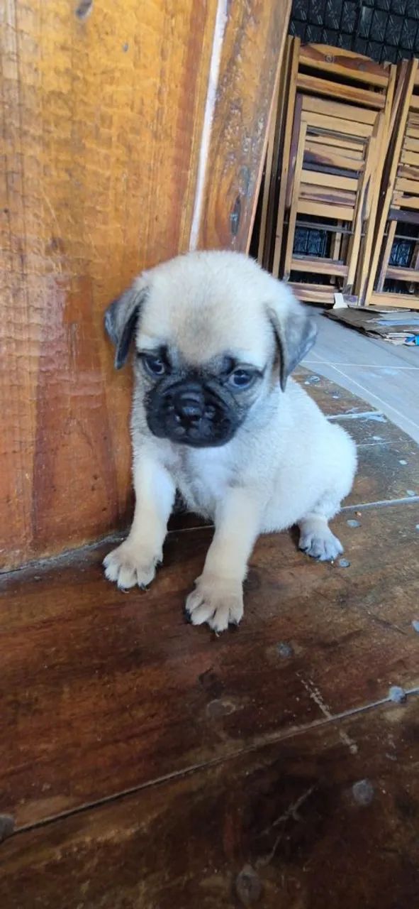 Filhotes de Pug: Fofura em Dose Dupla! - Foto 5