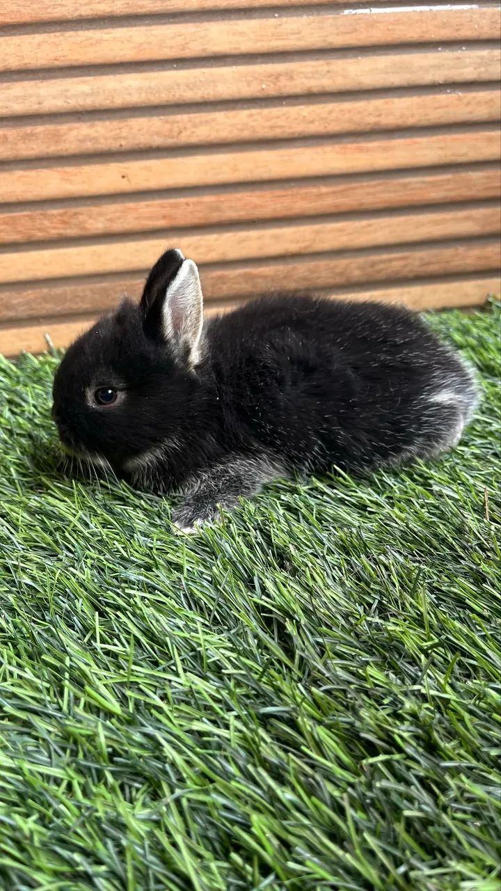 Vendo mini coelho 64293084379265122
