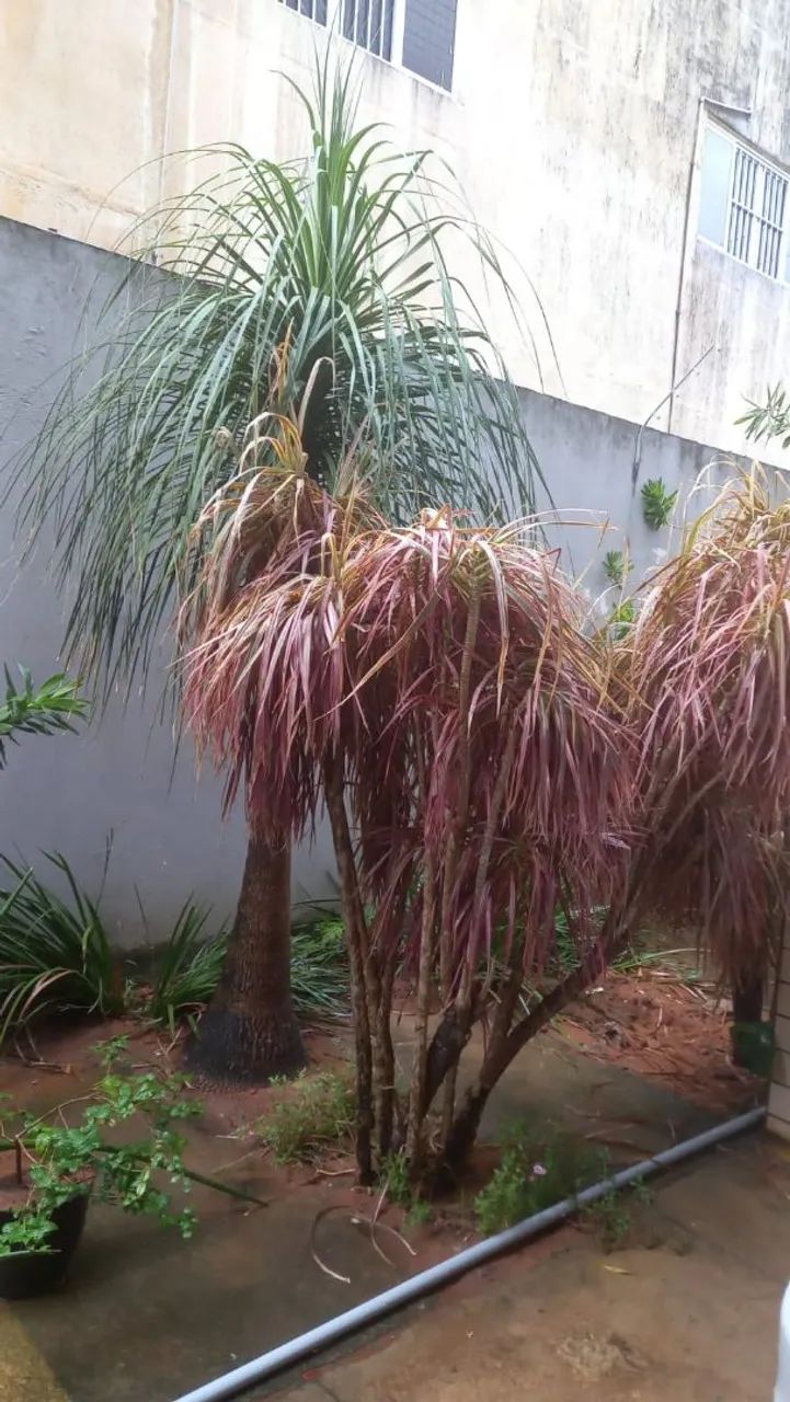 Plantas para jardim pata de elefante com 3 metros era mil  hoje estou vendendo por 500 - Foto 2