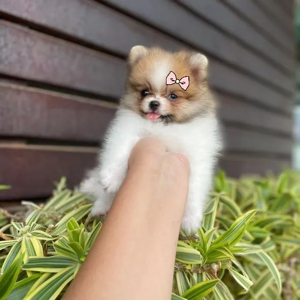 Lulu da Pomerânia Fêmea Anã 400g