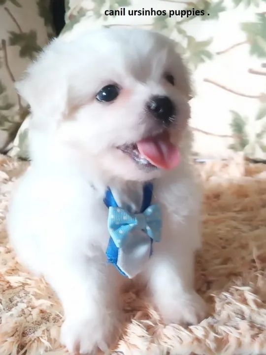 maltes garanta hoje o seu baby face entrega já ! - Foto 2