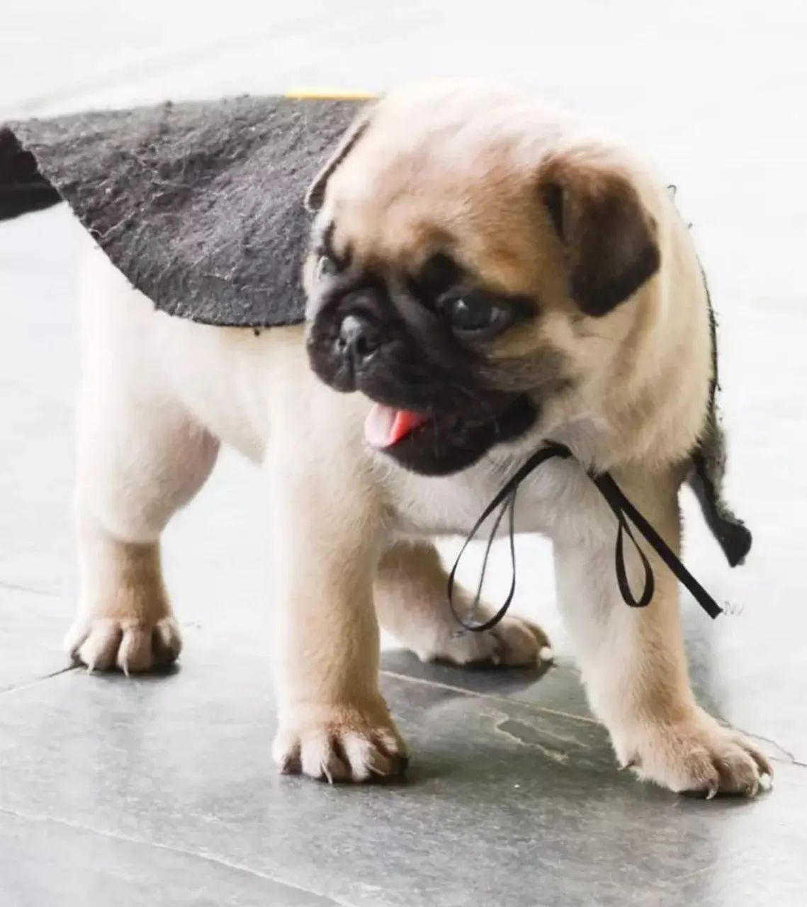 Pug filhote machinho Tamanho mini em Sorocaba 