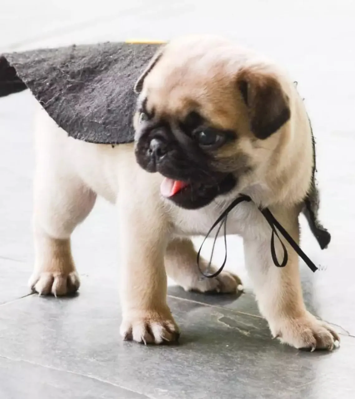Pug filhote machinho Tamanho mini em Sorocaba 