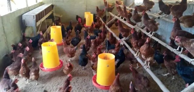 Chácara para Venda em Brazlândia- DF no Padre Lúcio - Foto 5