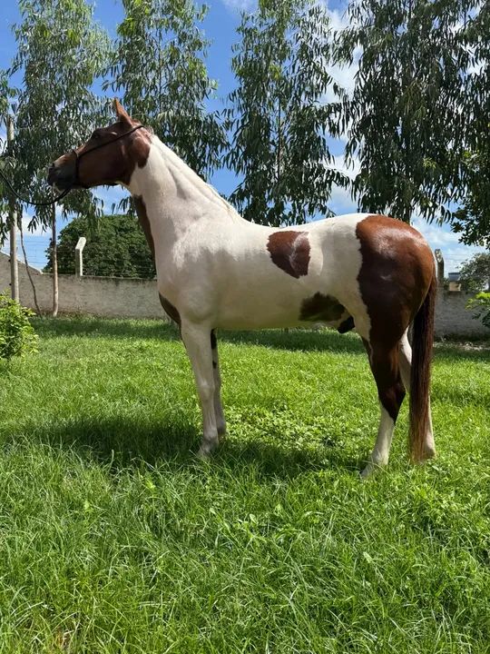 Cavalo Paint Horse - Foto 3