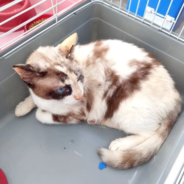 Gata arlequina castrada - Foto 2