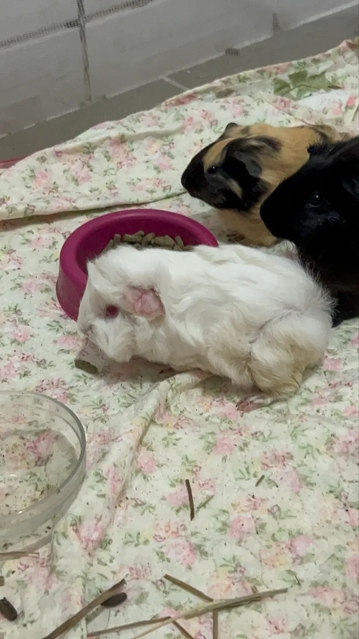 Doação de Porquinho da índia 