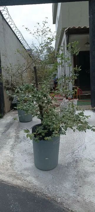 Acerola já produziu.