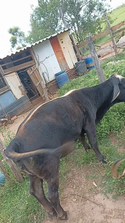 Mini boi casal  - Foto 5