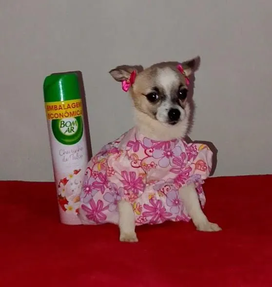 Chihuahua com Vestido e Laços