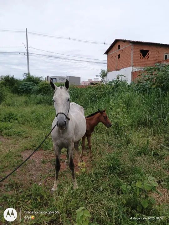 Égua parida com potro no pé  - Foto 3