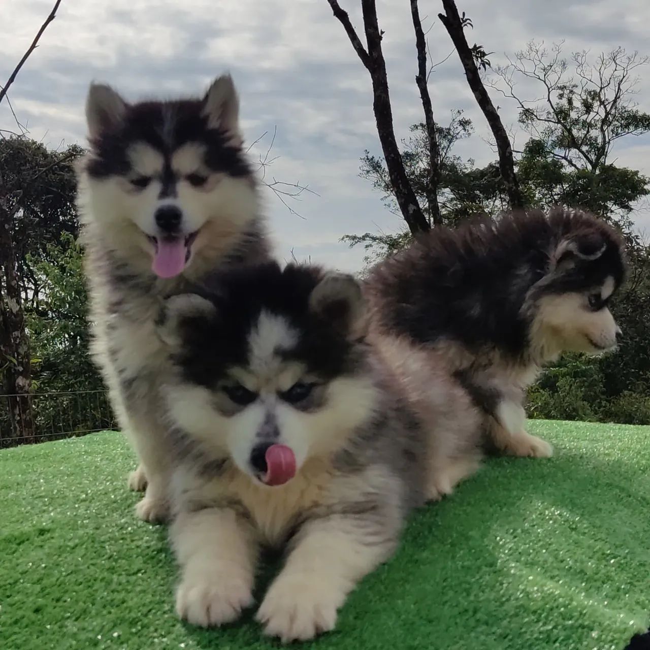 Pomsky macho é fêmea  - Foto 5