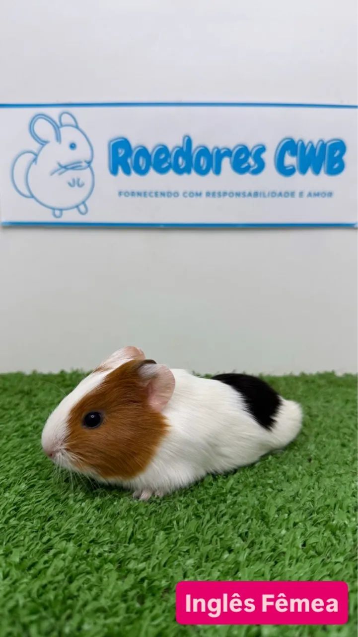 Porquinhos várias raças (Roedores CWB)  - Foto 6