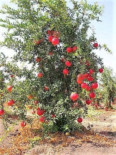 Romã gigante vermelha Wonderfull (punica Granatum) - vendo mudas - Foto 3
