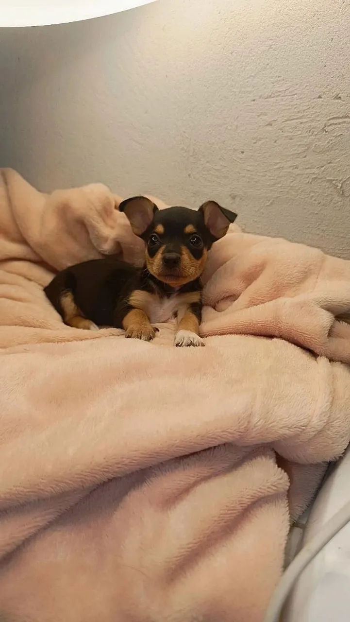 Pinscher Zero miniatura Fêmea.
