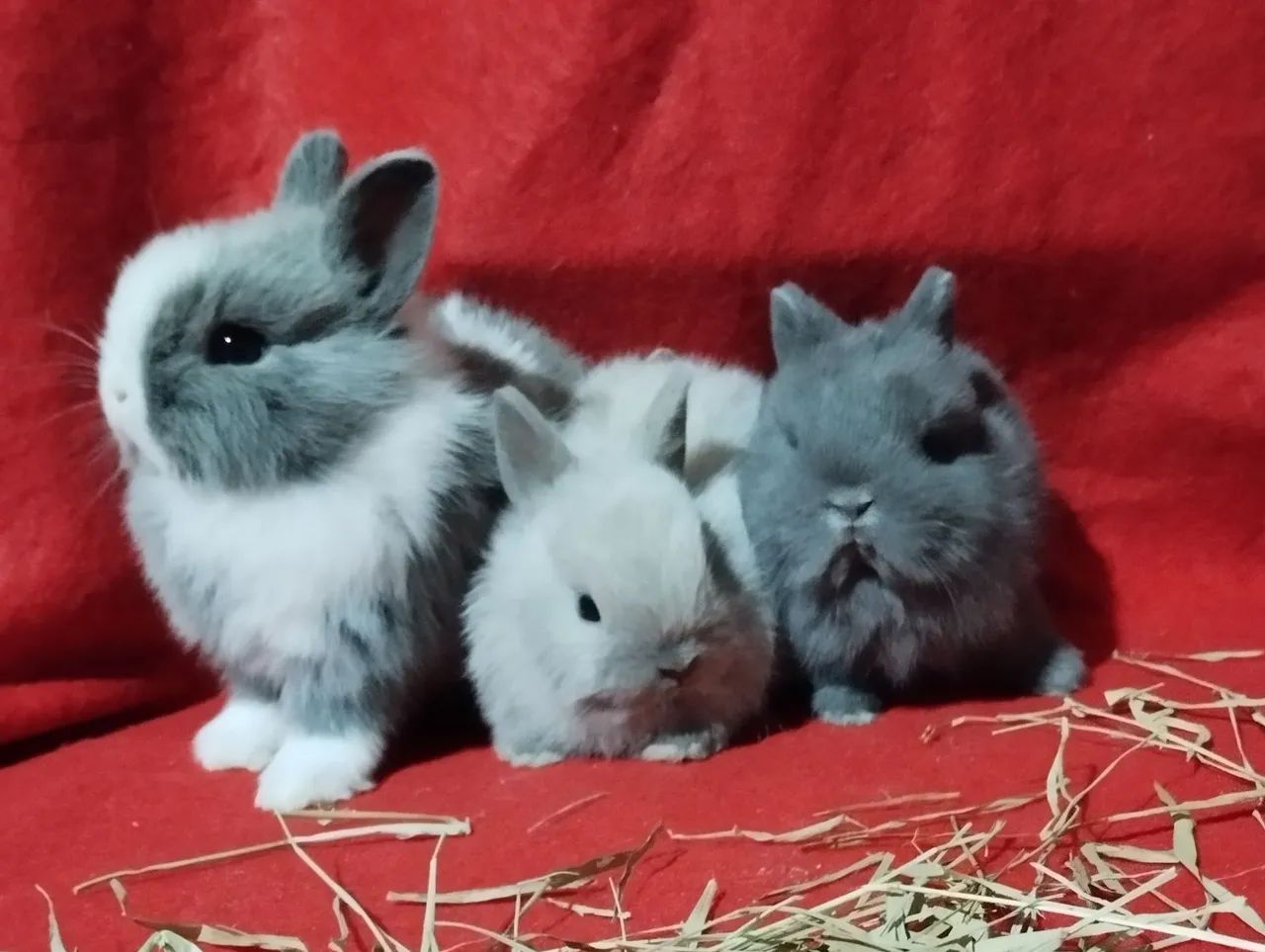 Mini coelho anão netherland dwarf linhagem importada  - Foto 2