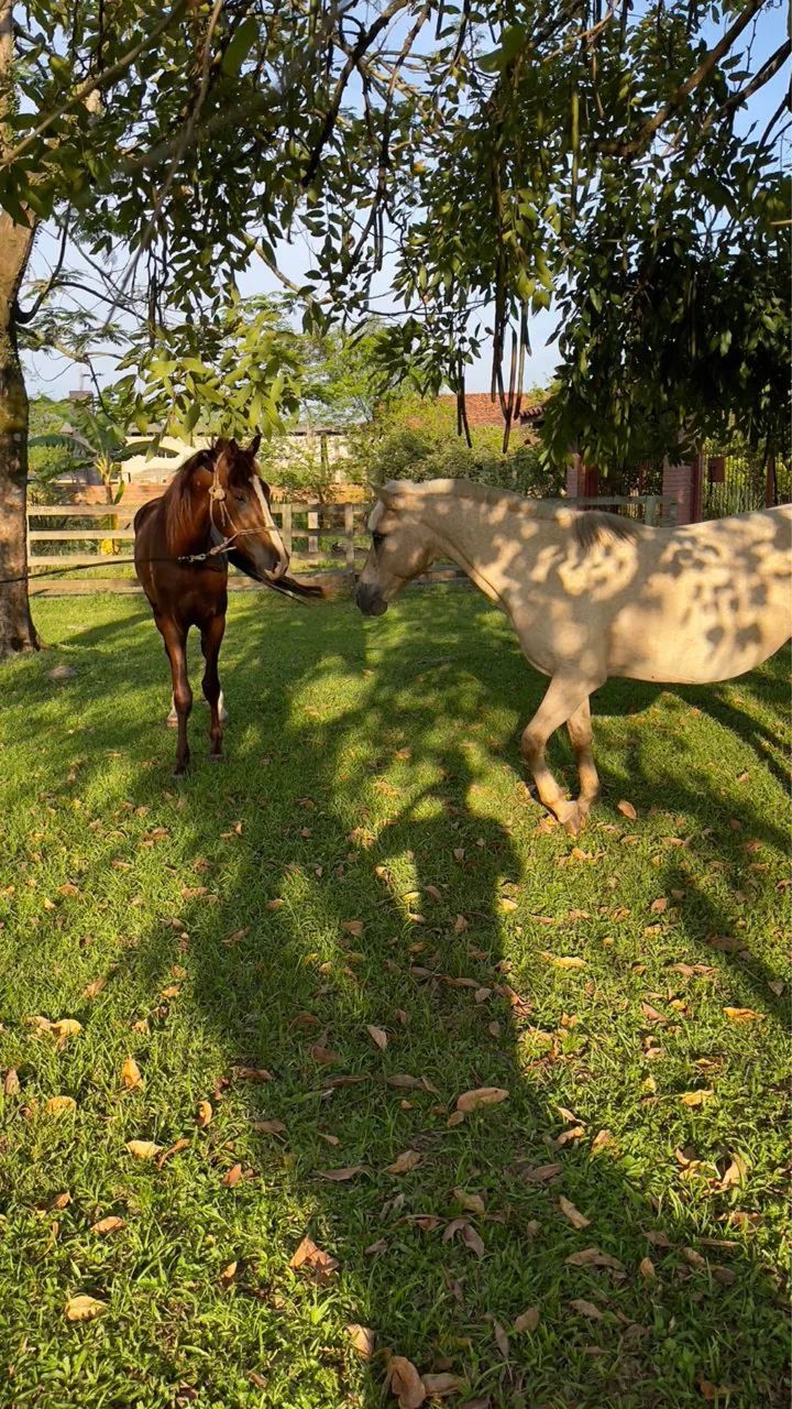  Manga Largar marchador garanhão cobertura  - Foto 2