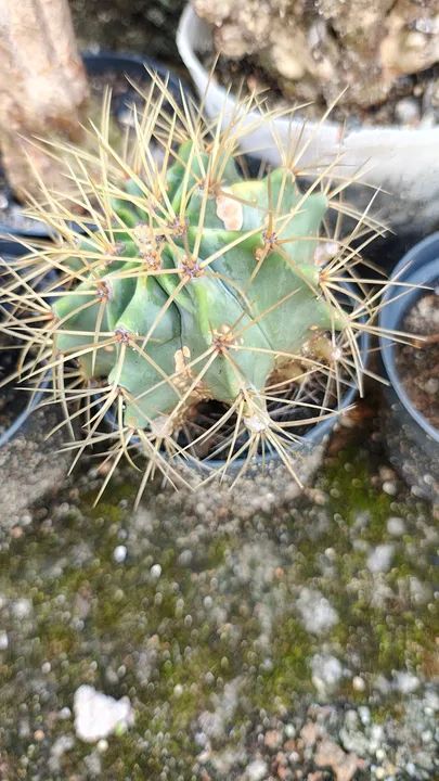 Cacto Ferocactus glaucescens