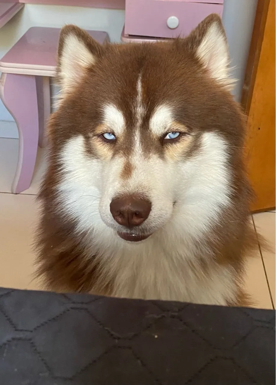 Husky macho de 2 anos para adoção responsável 
