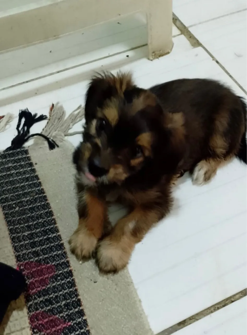 VENDE-SE UMA CADELA DE RAÇA LHASA APSO