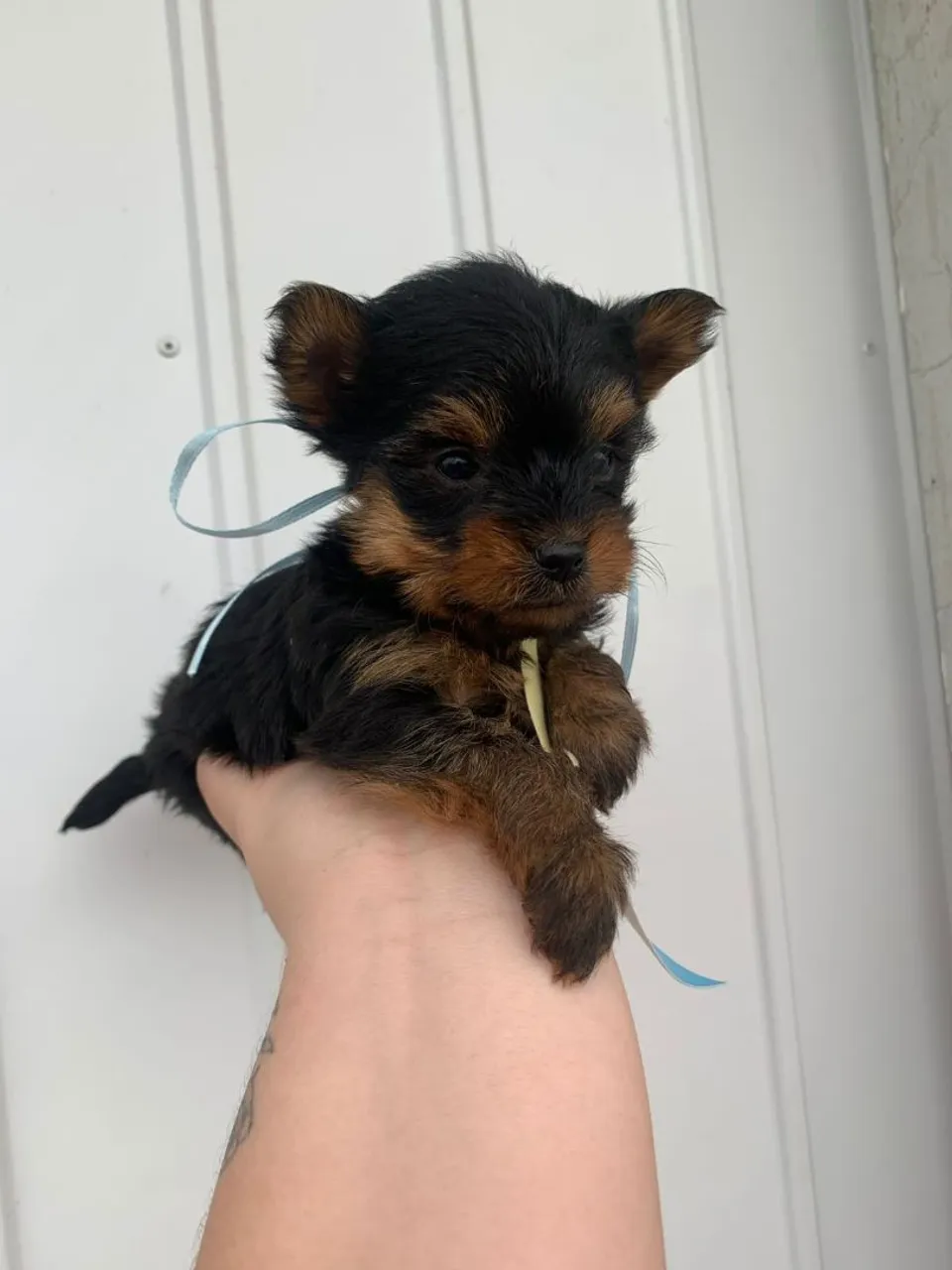Filhote de Yorkshire Terrier belisimo