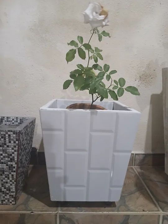 Lindo vaso de planta
