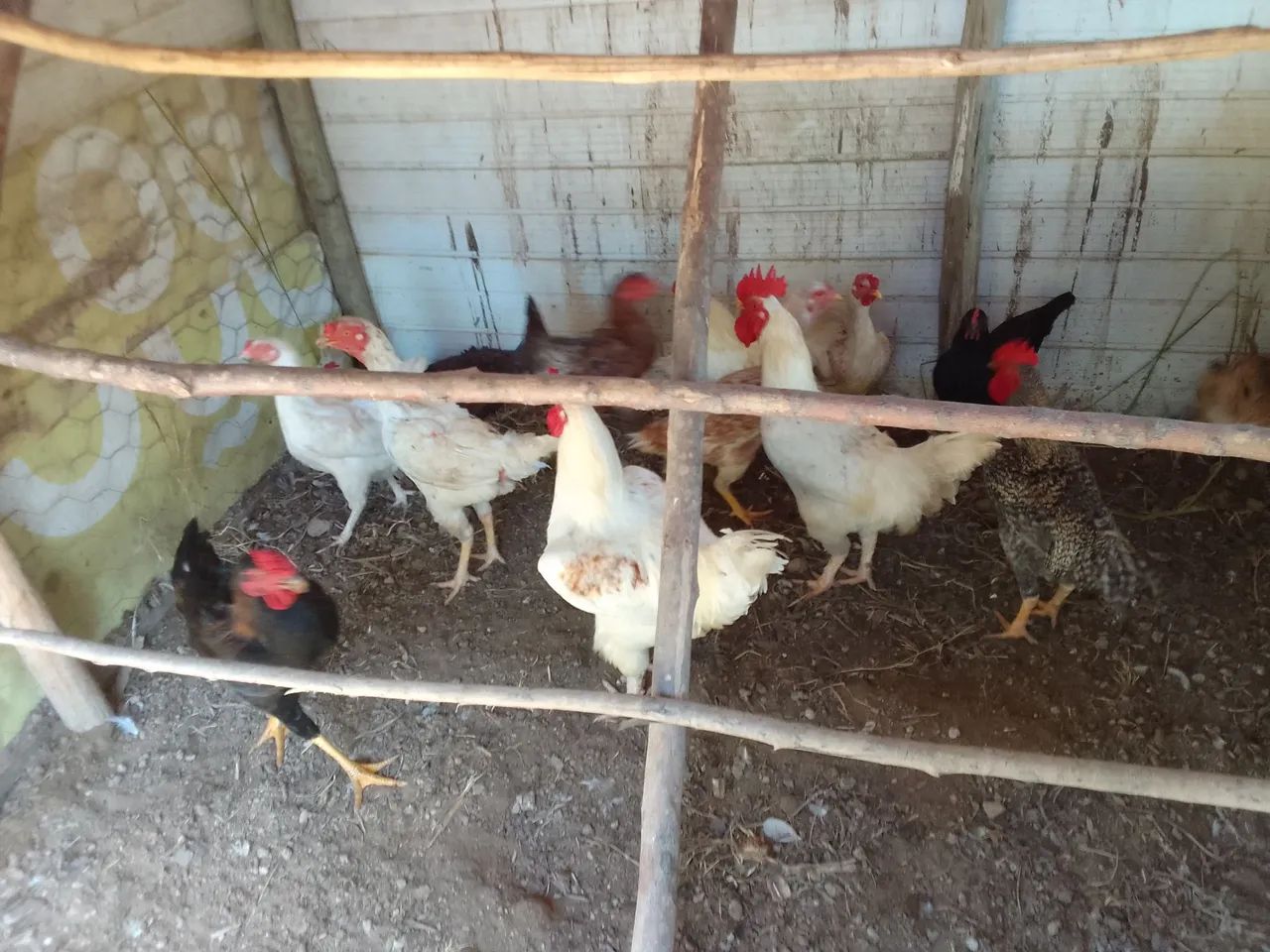 GALINHAS CAIPIRAS LINDAS E SAUDÁVEIS! - Foto 5