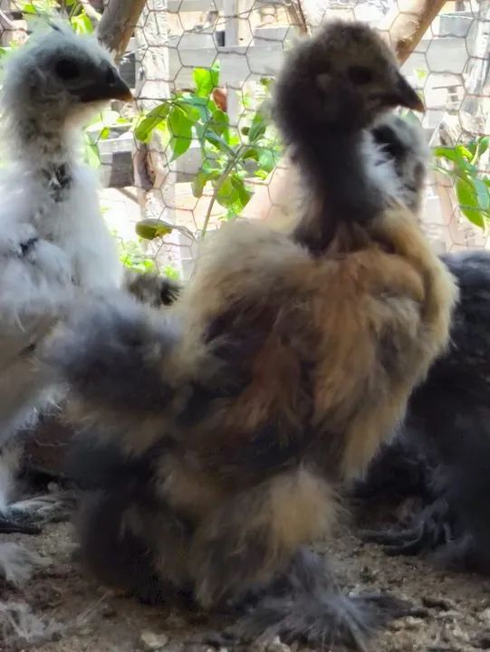 Pintinhos de Sedosa do Japão  - Foto 4