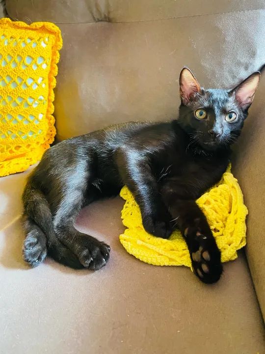 Gatinho Preto Adorável para Adoção - Foto 5