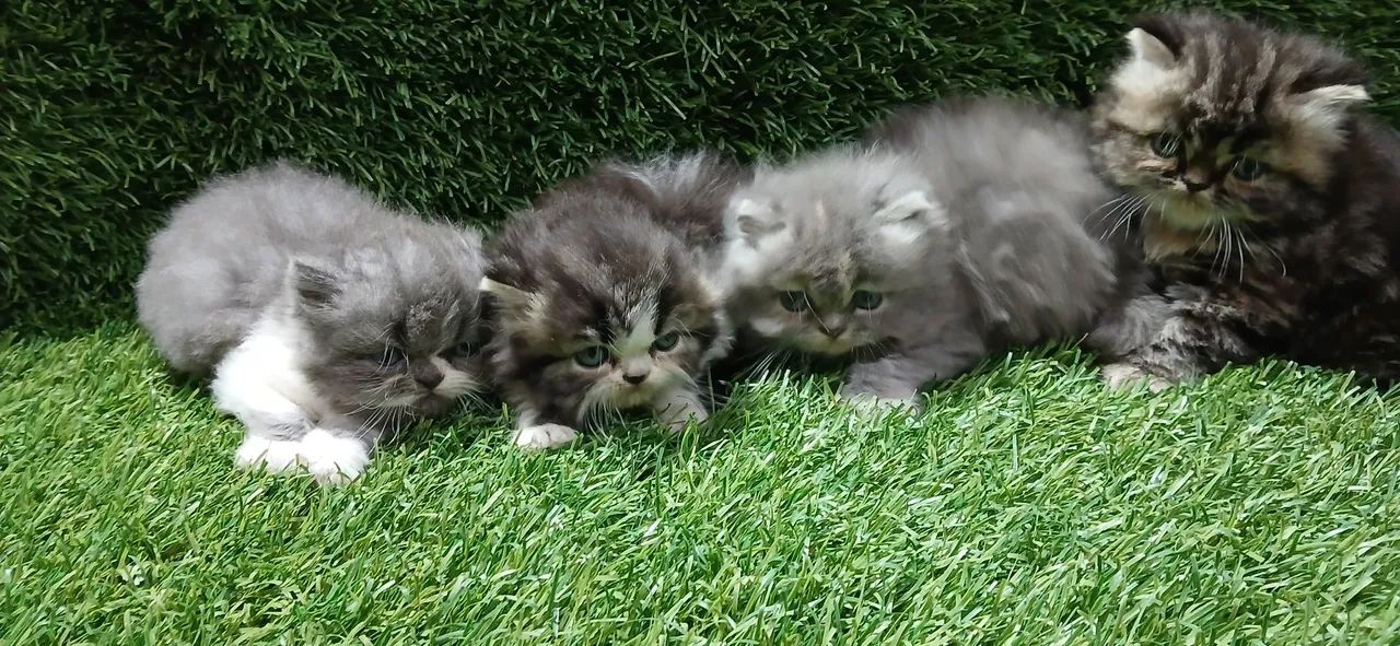 Persa filhote  - Foto 4