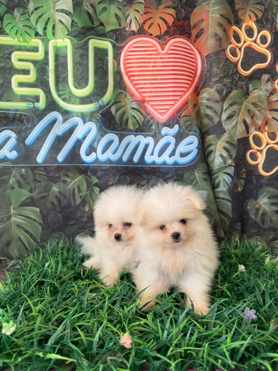 Spitz Alemão - Lulu Anão Oferta dia das Mães