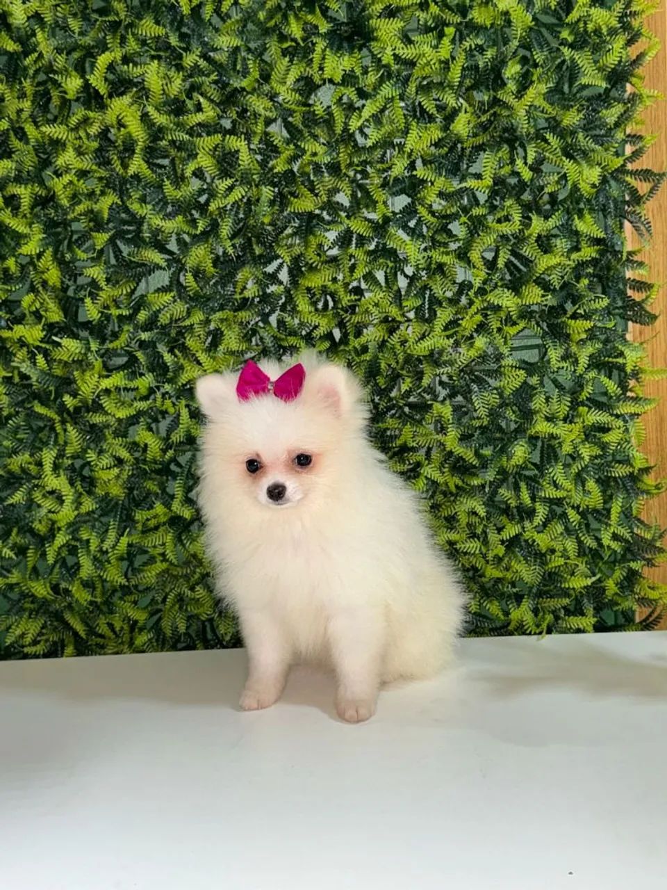 Filhote de Spitz Alemão - Foto 3