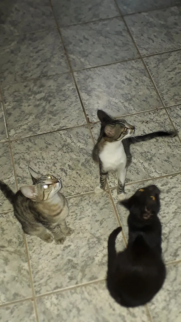 Três Gatos Lindos para Adoção