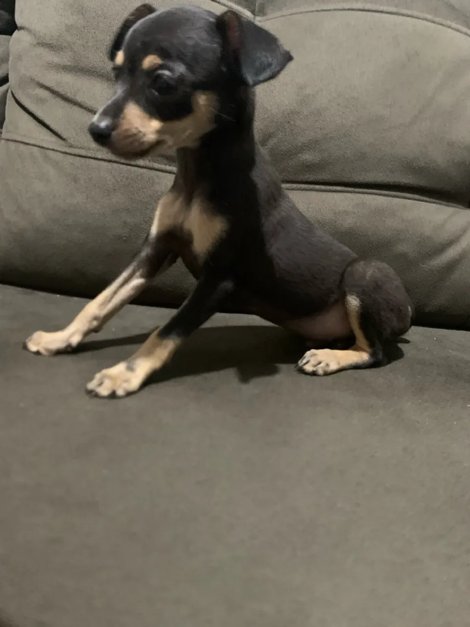 Filhote de Pinscher - Uma fofura!