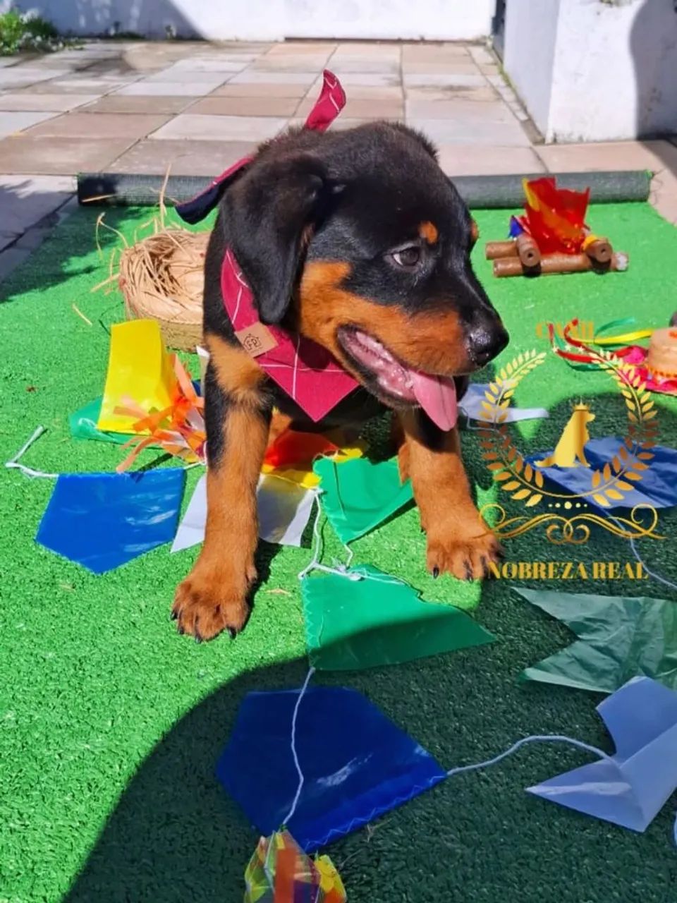 Rottweiler Macho do @CanilNobrezaReal - Foto 5