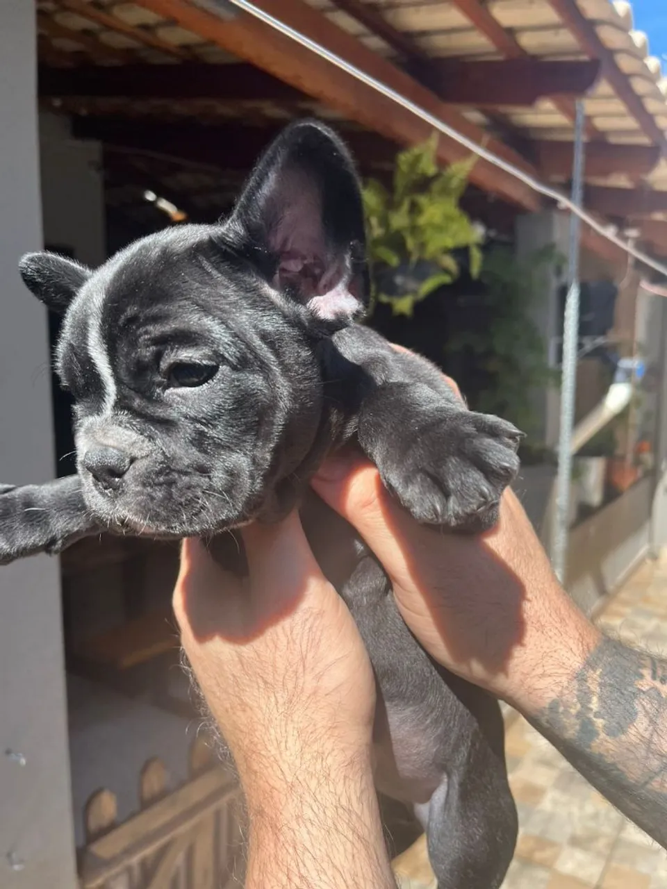 Filhote de Bulldog Francês fêmea