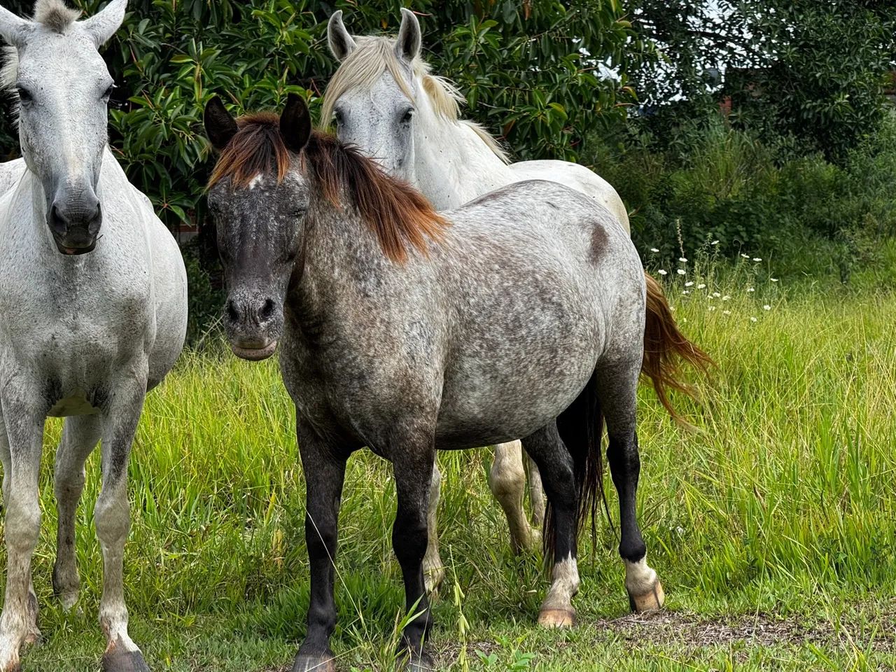 Egua Pampa D?água é Pônei marrom - Foto 4